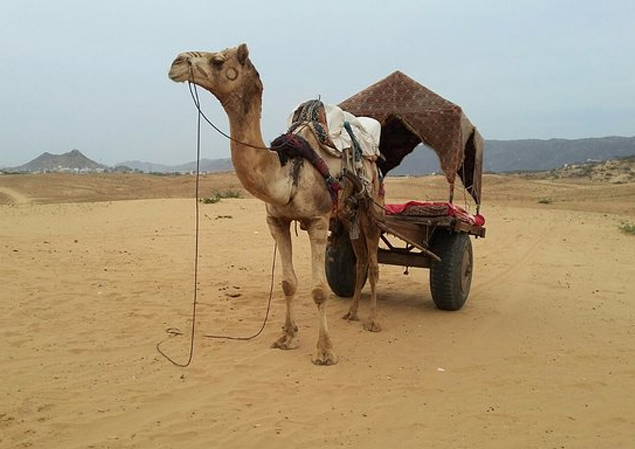 camel_in_safari_1654154238.jpg